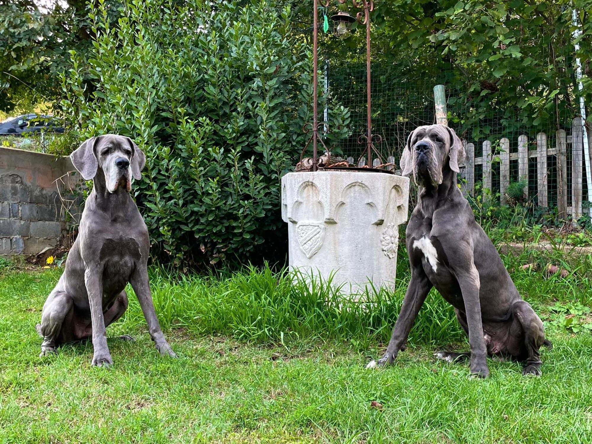 Bnb Dog And Friend Rocchetta Tanaro Extérieur photo